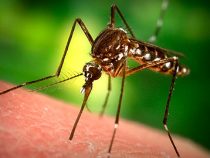 Четврти третман сузбијања комараца