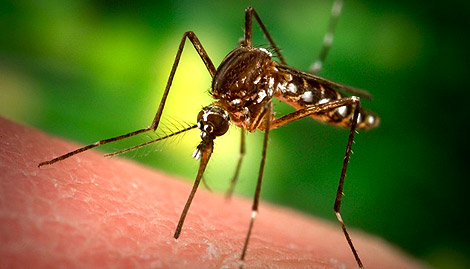 Četvrti tretman suzbijanja komaraca
