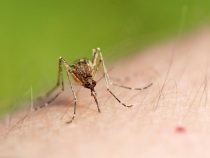 Обавештење о првом ларвицидном третману комараца