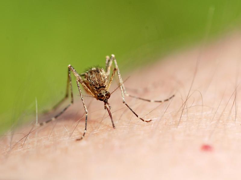 Obaveštenje o prvom larvicidnom tretmanu komaraca